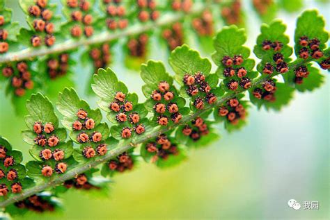 最早的植物|一亿年的跨越：从孢子到种子